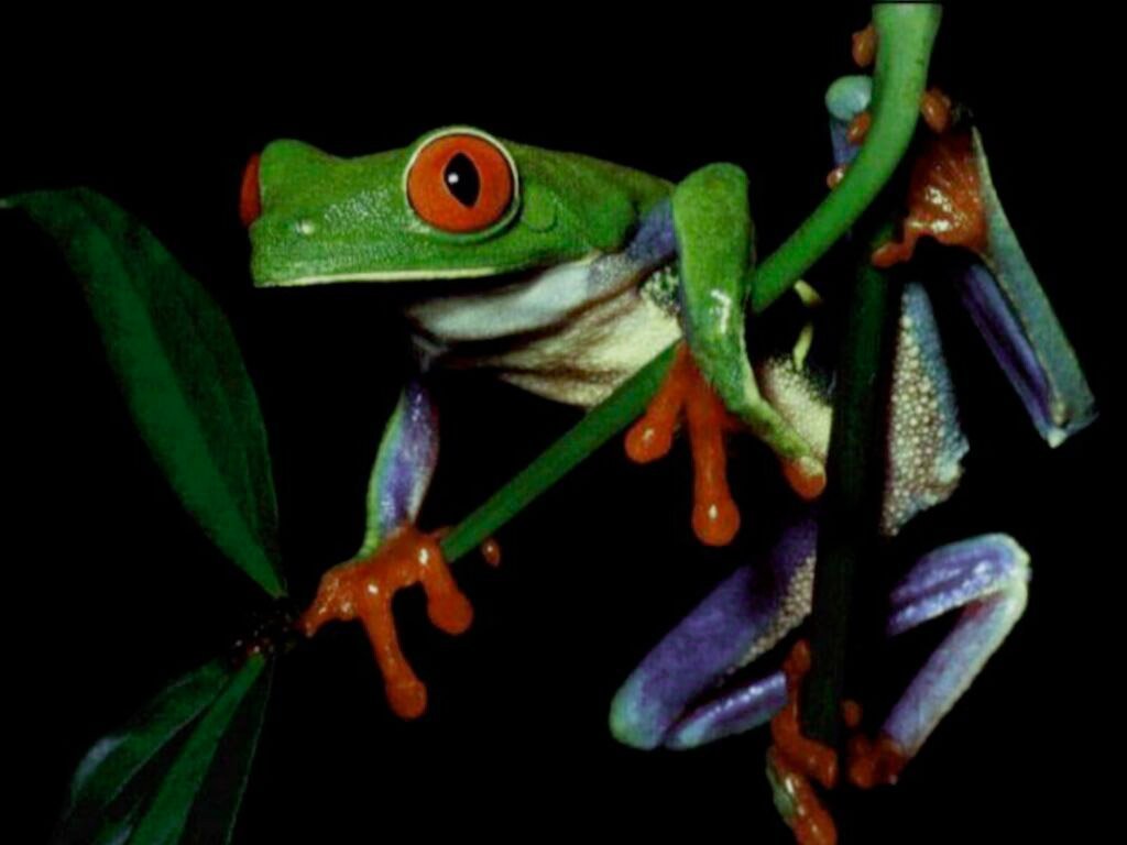 Test image of a colorful frog, from a CD accompanying a
      computer graphics textbook